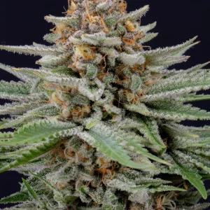 Full view of Strawberry Pie Auto plant showcasing resinous buds and broad green leaves