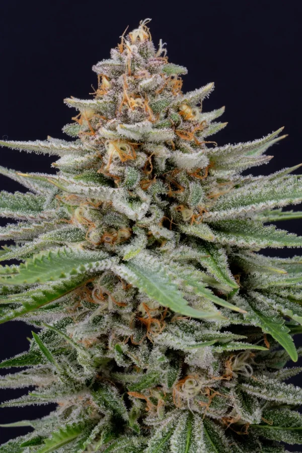 Full view of Strawberry Pie Auto plant showcasing resinous buds and broad green leaves