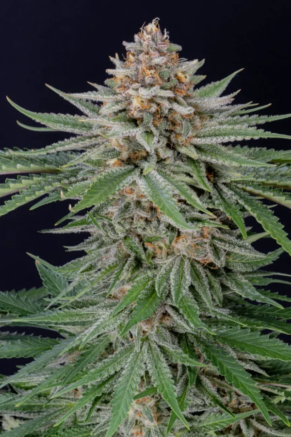 Strawberry Pie Auto plant with thick buds covered in trichomes and bright green leaves