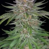 Close-up of Strawberry Pie Auto’s compact, frosty bud with bright orange pistils