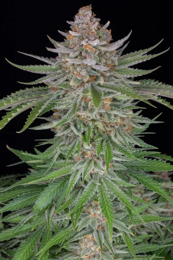 Close-up of Strawberry Pie Auto’s compact, frosty bud with bright orange pistils