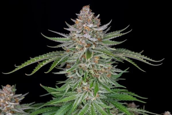 Strawberry Pie Auto bud with heavy trichomes and vibrant leaves against a dark background