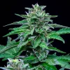 Close-up of the trichome-laden Stress Killer CBD Strain, promising relaxation and therapeutic benefits.