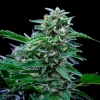 Stress Killer CBD Strain, showcasing lush, leafy growth with a focus on high CBD content for a serene experience.