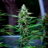 A tall, potent example of the Stress Killer CBD Strain, renowned for its clarity-inducing and soothing effects.