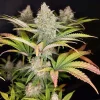 Sugar Bomb Punch plant with colorful purple hues and trichome-covered buds against a dark background