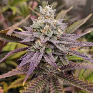 Close-up of Sugar Bomb Punch bud with vibrant purple and green colors, coated with dense trichomes