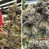 Sugar Bomb Punch buds in a grow room, displaying frosty trichomes and deep purple tones under artificial lighting