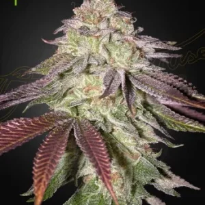 Sugarlato Auto Strain featuring sugar-dusted buds with a radiant display of greens and hints of purple.