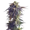 Side view of Sundae Drivers Strain showcasing its compact, trichome-rich buds.