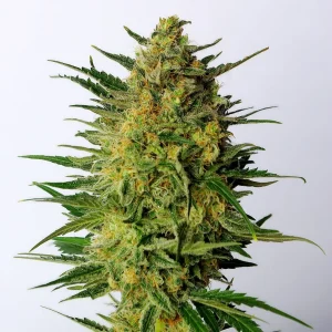 Super AK strain, showcasing compact buds covered in a mixture of orange pistils and frosty trichomes.