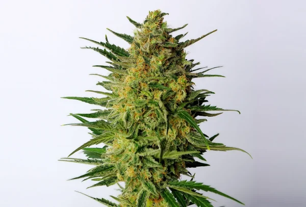 Super AK strain, showcasing compact buds covered in a mixture of orange pistils and frosty trichomes.