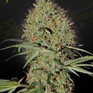 Super Bud Auto Strain: Dense, frosty buds of Super Bud Auto with vibrant orange pistils, showcasing its unique genetics.