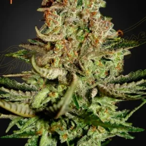 Super Bud Strain showcasing tightly packed buds and vibrant trichomes.