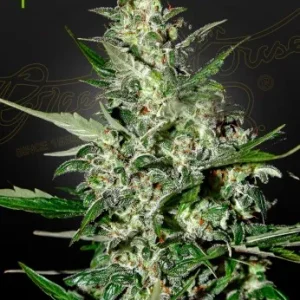 Super Critical Auto Strain: Super Critical Auto displaying compact buds with a blend of green and orange tones.