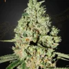 Super Critical Strain: Close-up of Super Critical Strain, highlighting the sparkling trichomes and lush green hues.