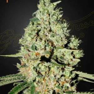 Super Critical Strain: Close-up of Super Critical Strain, highlighting the sparkling trichomes and lush green hues.