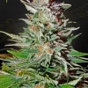 Super Lemon Haze Auto Strain: A striking Super Lemon Haze Auto bud, covered with resin and a mix of lime and golden shades.
