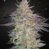 Super Lemon Haze x GMO Strain, with frosty buds and a stunning mix of green and purple hues.