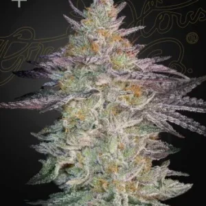 Super Lemon Haze x GMO Strain, with frosty buds and a stunning mix of green and purple hues.