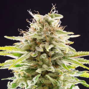 Super OG Kush strain with vibrant orange pistils and deep green sugar leaves dusted in trichomes.