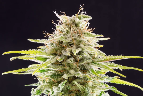 Super OG Kush strain with vibrant orange pistils and deep green sugar leaves dusted in trichomes.