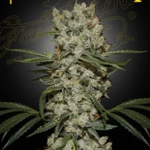 Super Silver Haze strain with its iconic silver-glazed appearance, loaded with trichomes.