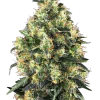 Super Skunk Auto strain featuring dense buds covered in resin, with bright green and orange pistils.