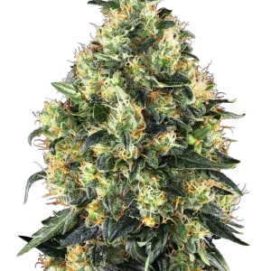 Super Skunk Auto strain featuring dense buds covered in resin, with bright green and orange pistils.