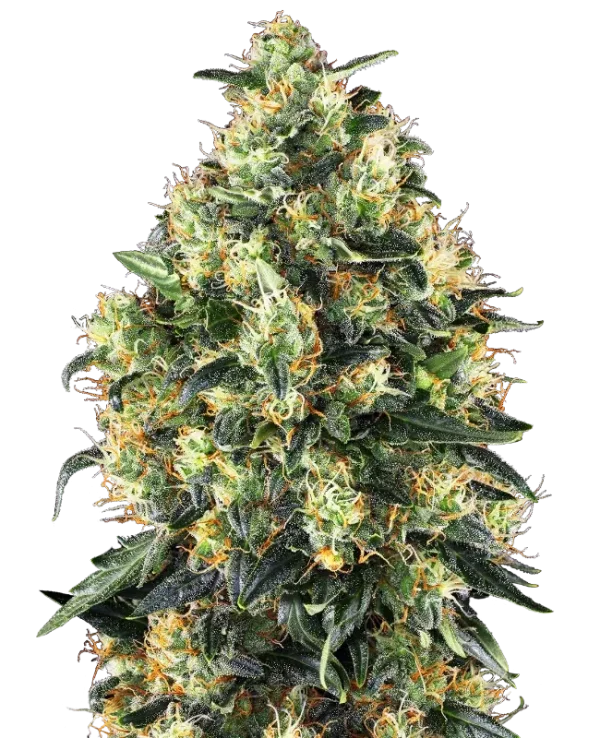 Super Skunk Auto strain featuring dense buds covered in resin, with bright green and orange pistils.