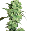 Super Skunk strain buds with thick layers of sparkling trichomes and a vibrant green color.