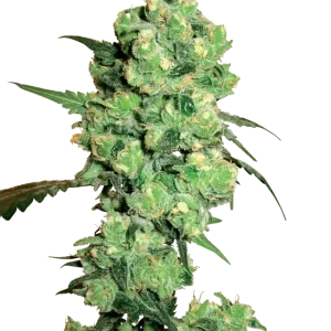 Super Skunk strain buds with thick layers of sparkling trichomes and a vibrant green color.