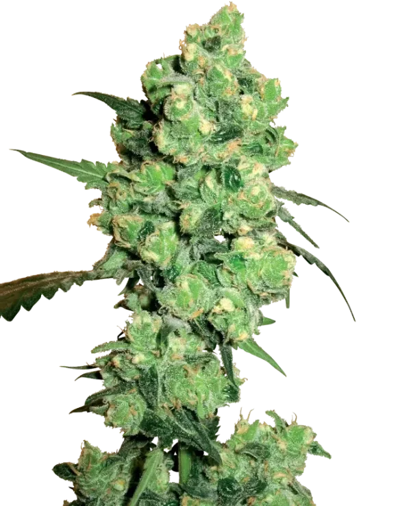 Super Skunk strain buds with thick layers of sparkling trichomes and a vibrant green color.
