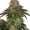 Sweet Cherry Kush strain with lush green buds and a heavy coat of trichomes, complemented by red pistils.