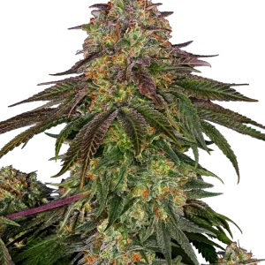 Sweet Cherry Kush strain with lush green buds and a heavy coat of trichomes, complemented by red pistils.