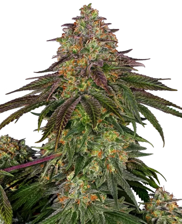 Sweet Cherry Kush strain with lush green buds and a heavy coat of trichomes, complemented by red pistils.