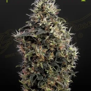 Sweet Mango Auto Strain: Sweet Mango Auto, with luscious, fruity-looking buds, frosted with sticky trichomes.