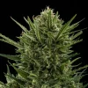Sweet Skunk Auto Strain plant showing its dense bud structure and vibrant green foliage under bright lighting.