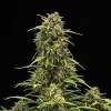 A mature Sweet Skunk Auto Strain plant showcasing resinous buds and narrow, spiky leaves against a dark background.