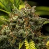Macro shot of Sweet Skunk Auto Strain with crystal-coated trichomes and vivid orange hairs on its dense buds