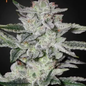 Sweet Valley Kush Strain: Sweet Valley Kush, featuring dense, sugar-coated buds with hints of purple and orange.