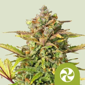 A dense Sweet ZZ Auto Strain bud covered with trichomes and hints of purple and orange pistils.