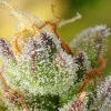 Close-up of Sweet ZZ Auto Strain trichomes and vibrant pistils showing the strain's resinous texture.