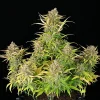 Full Sweet ZZ Auto Strain plant showcasing its bushy structure and colorful bud clusters.