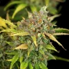 Detailed look at Sweet ZZ Auto Strain flower with orange hairs and a frosty coating