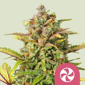 A lush Sweet ZZ Strain cannabis plant covered in vibrant trichomes and deep green leaves.