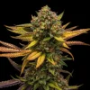 Close-up of a Sweet ZZ Strain bud displaying bright orange hairs and glistening crystals.