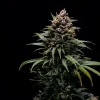 Mature Sweet ZZ Strain showcasing dense buds with a colorful mix of greens and purples.