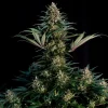 Sweet ZZ Strain plant in full bloom with resinous flowers and broad leaves against a dark backdrop.