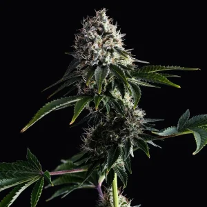 Swiss Dream CBD strain in full bloom, featuring compact buds and lush foliage.